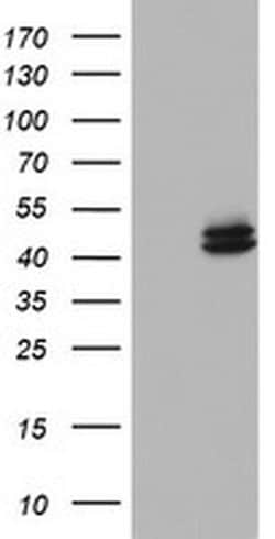 Invitrogen OTC Monoclonal Antibody (OTI5F4) 100 &mu;L; Unconjugated:Antibodies,