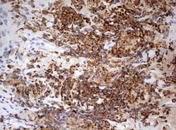 Invitrogen DOCK2 Monoclonal Antibody (OTI4E12) 100 &mu;L; Unconjugated:Antibodies,