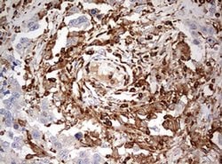 Invitrogen DOCK2 Monoclonal Antibody (OTI4E12) 100 &mu;L; Unconjugated:Antibodies,