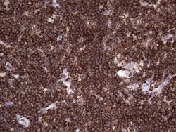 Invitrogen DOCK2 Monoclonal Antibody (OTI4E12) 100 &mu;L; Unconjugated:Antibodies,