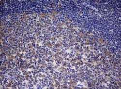Invitrogen PARN Monoclonal Antibody (OTI1G7) 100 &mu;L | Buy Online | Invitrogen&trade; | Fisher Scientific
