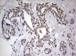Invitrogen FEN1 Monoclonal Antibody (OTI1F3) 100 &mu;L; Unconjugated:Antibodies,