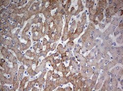 Invitrogen FEN1 Monoclonal Antibody (OTI1F3) 100 &mu;L; Unconjugated:Antibodies,