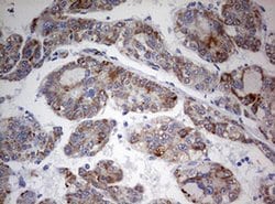 Invitrogen FEN1 Monoclonal Antibody (OTI1F3) 100 &mu;L; Unconjugated:Antibodies,
