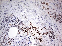 Invitrogen FEN1 Monoclonal Antibody (OTI1F3) 100 &mu;L; Unconjugated:Antibodies,