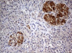 Invitrogen FEN1 Monoclonal Antibody (OTI1F3) 100 &mu;L; Unconjugated:Antibodies,