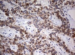 Invitrogen FEN1 Monoclonal Antibody (OTI1F3) 100 &mu;L; Unconjugated:Antibodies,