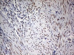 Invitrogen FEN1 Monoclonal Antibody (OTI1F3) 100 &mu;L; Unconjugated:Antibodies,