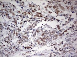 Invitrogen FEN1 Monoclonal Antibody (OTI1F3) 100 &mu;L; Unconjugated:Antibodies,