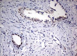 Invitrogen FEN1 Monoclonal Antibody (OTI1F3) 100 &mu;L; Unconjugated:Antibodies,