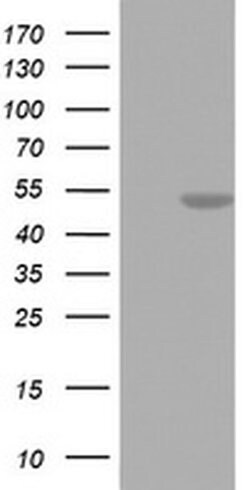 Invitrogen FEN1 Monoclonal Antibody (OTI1F3) 100 &mu;L; Unconjugated:Antibodies,