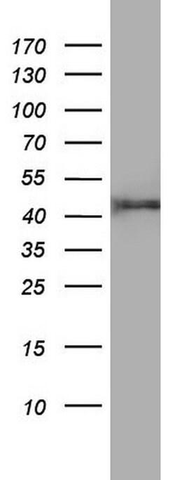 Invitrogen FEN1 Monoclonal Antibody (OTI1F3) 100 &mu;L; Unconjugated:Antibodies,