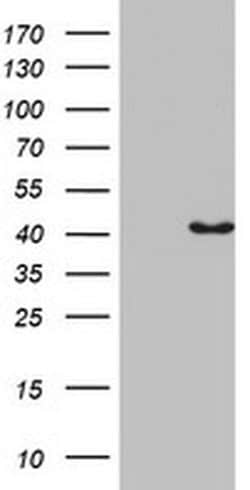 Invitrogen Pleckstrin 2 Monoclonal Antibody (OTI5D3) 100 &mu;L; Unconjugated:Antibodies,