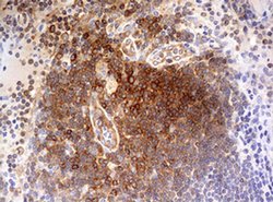 Invitrogen OAS2 Monoclonal Antibody (OTI6E6) 100 &mu;L; Unconjugated:Antibodies,