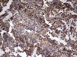 Invitrogen OAS2 Monoclonal Antibody (OTI6E6) 100 &mu;L; Unconjugated:Antibodies,