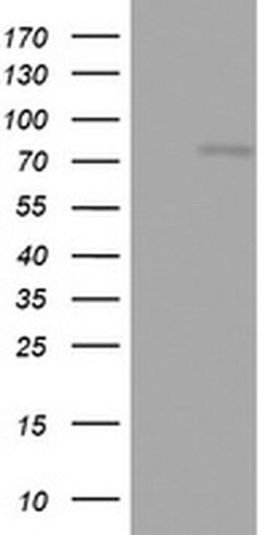 Invitrogen OAS2 Monoclonal Antibody (OTI6E6) 100 &mu;L; Unconjugated:Antibodies,