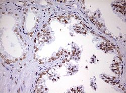 Invitrogen DDX56 Monoclonal Antibody (OTI2E5) 100 &mu;L; Unconjugated:Antibodies,