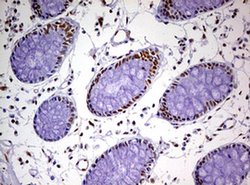 Invitrogen DDX56 Monoclonal Antibody (OTI2E5) 100 &mu;L; Unconjugated:Antibodies,