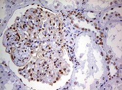 Invitrogen DDX56 Monoclonal Antibody (OTI2E5) 100 &mu;L; Unconjugated:Antibodies,