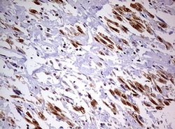 Invitrogen DDX56 Monoclonal Antibody (OTI2E5) 100 &mu;L; Unconjugated:Antibodies,