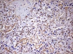 Invitrogen DDX56 Monoclonal Antibody (OTI2E5) 100 &mu;L; Unconjugated:Antibodies,