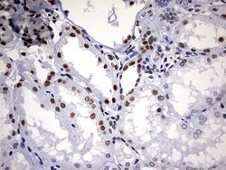 Invitrogen DDX56 Monoclonal Antibody (OTI5C1) 100 &mu;L; Unconjugated:Antibodies,