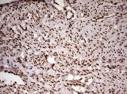 Invitrogen FBXW7 Monoclonal Antibody (OTI2G7) 100 &mu;L | Buy Online | Invitrogen&trade; | Fisher Scientific