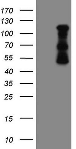 Invitrogen FBXW7 Monoclonal Antibody (OTI2G7) 100 &mu;L | Buy Online | Invitrogen&trade; | Fisher Scientific