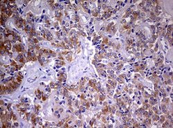 MRPS11 Monoclonal Antibody (OTI3D2):Antibodies, Monoclonal