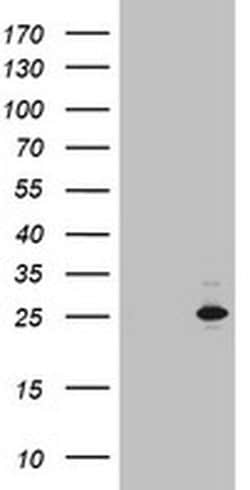 MRPS11 Monoclonal Antibody (OTI3D2):Antibodies, Monoclonal