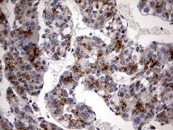 Invitrogen CK1 gamma-2 Monoclonal Antibody (OTI4H3) 100 &mu;L; Unconjugated:Antibodies,