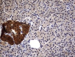 Invitrogen CK1 gamma-2 Monoclonal Antibody (OTI4H3) 100 &mu;L; Unconjugated:Antibodies,