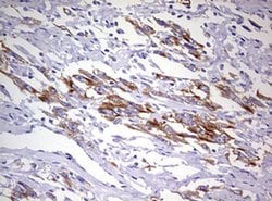 Invitrogen MRPS11 Monoclonal Antibody (OTI2E9) 100 &mu;L; Unconjugated:Antibodies,