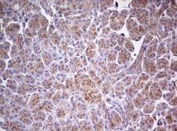 Invitrogen MRPS11 Monoclonal Antibody (OTI2E9) 100 &mu;L; Unconjugated:Antibodies,