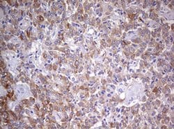 Invitrogen MRPS11 Monoclonal Antibody (OTI2E9) 100 &mu;L; Unconjugated:Antibodies,