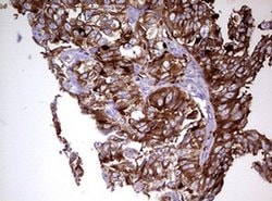 Invitrogen MRPS11 Monoclonal Antibody (OTI2E9) 100 &mu;L; Unconjugated:Antibodies,