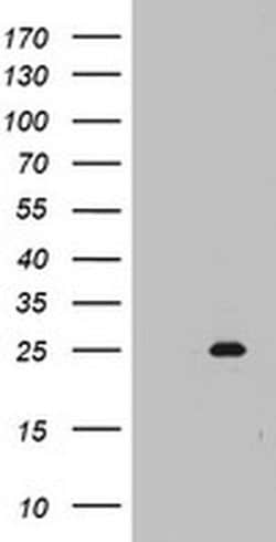 Invitrogen MRPS11 Monoclonal Antibody (OTI2E9) 100 &mu;L; Unconjugated:Antibodies,