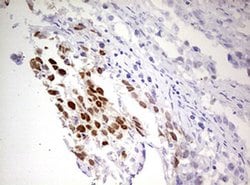Invitrogen FBXW7 Monoclonal Antibody (OTI4C11) 100 &mu;L; Unconjugated:Antibodies,