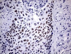Invitrogen NAB1 Monoclonal Antibody (OTI4F11) 100 &mu;L; Unconjugated:Antibodies,