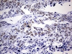 Invitrogen NAB1 Monoclonal Antibody (OTI4F11) 100 &mu;L; Unconjugated:Antibodies,