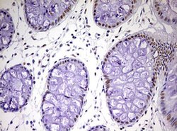 Invitrogen CDCA7L Monoclonal Antibody (OTI1A12) 100 &mu;L; Unconjugated:Antibodies,