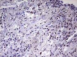 Invitrogen CDCA7L Monoclonal Antibody (OTI1A12) 100 &mu;L; Unconjugated:Antibodies,