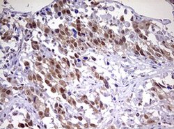 Invitrogen CDCA7L Monoclonal Antibody (OTI1A12) 100 &mu;L; Unconjugated:Antibodies,