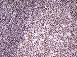 Invitrogen CDCA7L Monoclonal Antibody (OTI1A12) 100 &mu;L; Unconjugated:Antibodies,