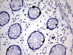 Invitrogen AVPI1 Monoclonal Antibody (OTI1G1) 100 &mu;L; Unconjugated:Antibodies,