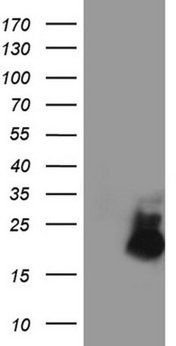 Invitrogen AVPI1 Monoclonal Antibody (OTI1G1) 100 &mu;L; Unconjugated:Antibodies,