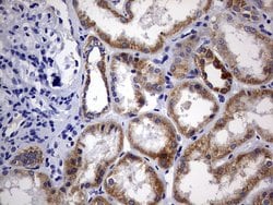 Invitrogen DAP3 Monoclonal Antibody (OTI1B12) 100 &mu;L; Unconjugated:Antibodies,