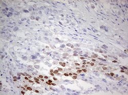 Invitrogen TIPIN Monoclonal Antibody (OTI3A1) 100 &mu;L; Unconjugated:Antibodies,