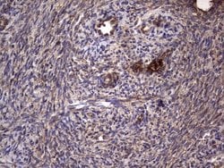 Invitrogen DOCK8 Monoclonal Antibody (OTI4H10) 100 &mu;L; Unconjugated:Antibodies,