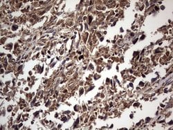 Invitrogen DOCK8 Monoclonal Antibody (OTI4H10) 100 &mu;L; Unconjugated:Antibodies,